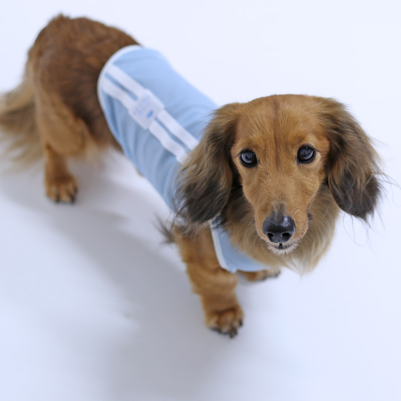 ダックスの犬服