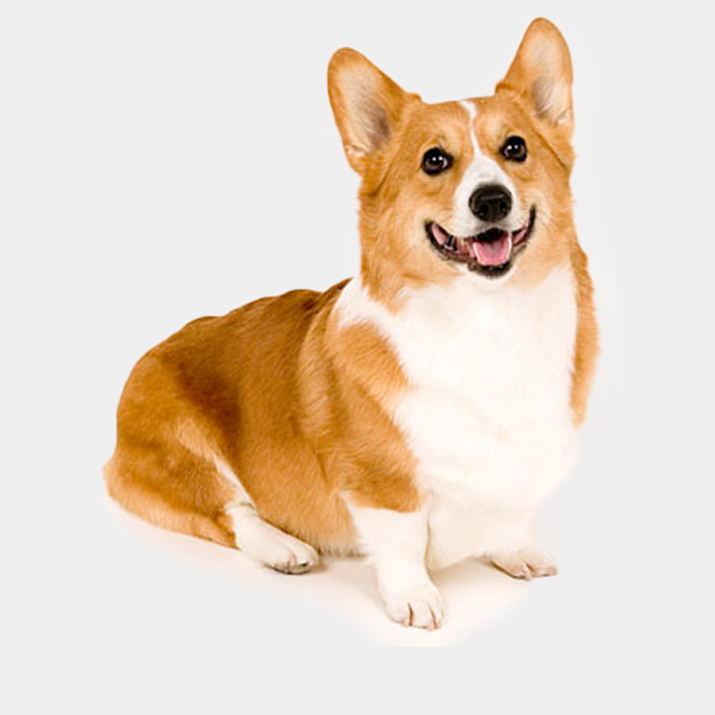 コーギーの犬服