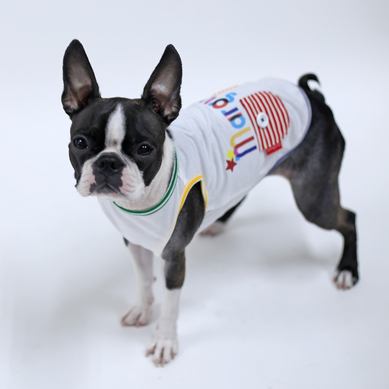 ボストンテリアの犬服