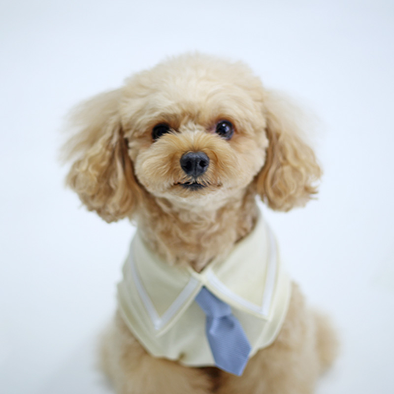 犬服メンバープライス一覧