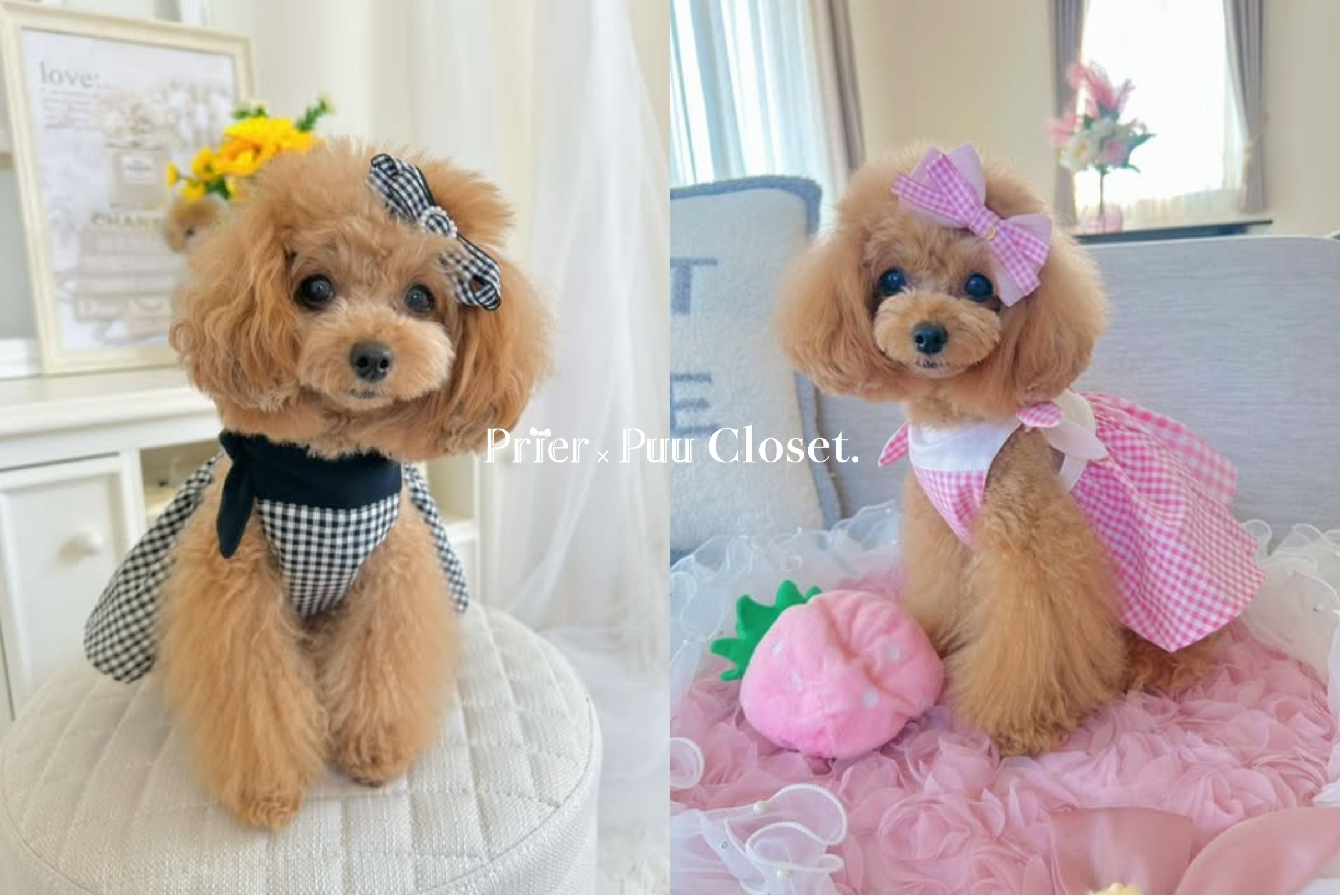 Prier×Puu Closet｜小さな女の子のわんちゃんのためのお洋服屋さん。