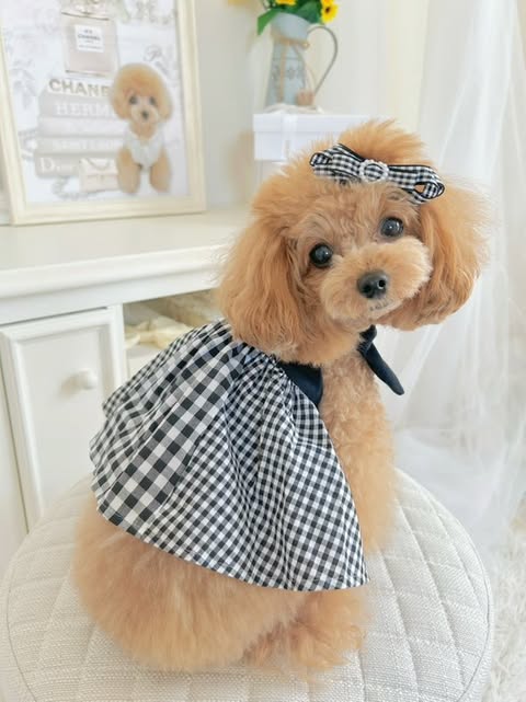 Prier×Puu Closet｜小さな女の子のわんちゃんのためのお洋服屋さん。