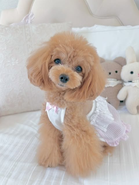 Prier×Puu Closet｜小さな女の子のわんちゃんのためのお洋服屋さん。