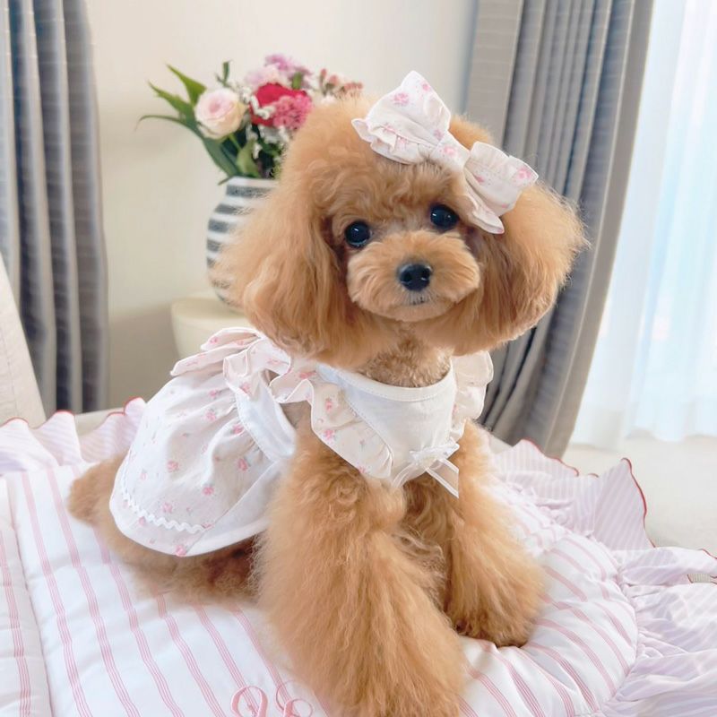 Prie × Puu Closet.] フリルリボン・エプロンワンピース | 犬服通販